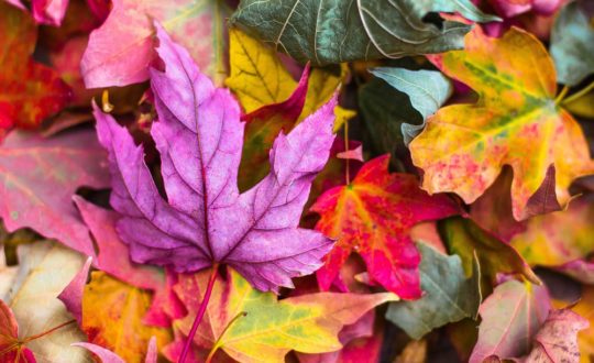 Vier de herfst in Le Marche dit jaar!